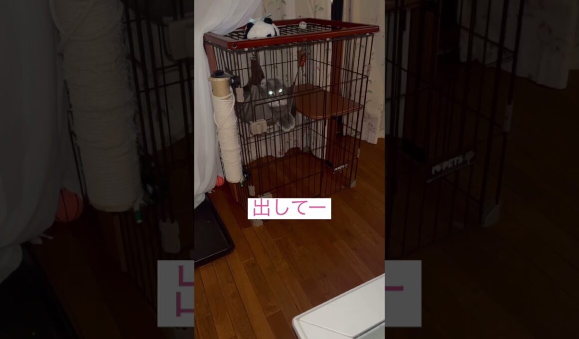 出してー #ねこ動画 #アメリカンカール