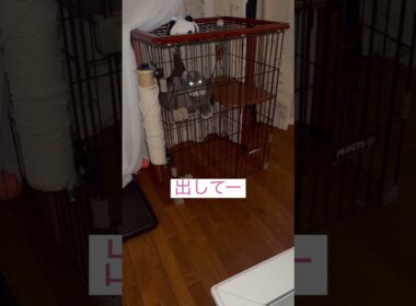 出してー #ねこ動画 #アメリカンカール