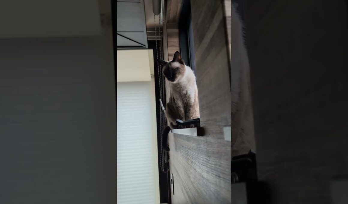 シャム猫の尻尾🐱 - Cats Tails - #shorts #cat