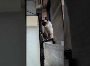 シャム猫の尻尾🐱 - Cats Tails - #shorts #cat