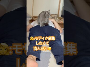 パパ...ついに顔出し⁉️ #猫 #ロシアンブルー #catshorts #shorts