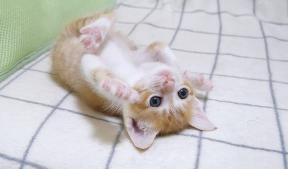 子猫怪獣がカメラを襲撃してきます【赤ちゃん猫　保護猫】