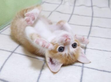 子猫怪獣がカメラを襲撃してきます【赤ちゃん猫　保護猫】