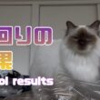 バーマン猫ラフ【見回りの結果】Patrol results（バーマン猫）Birman/Cat