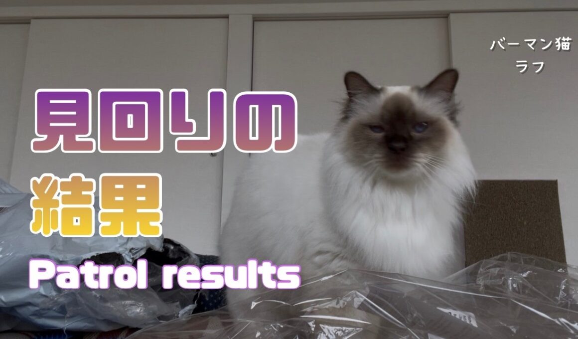 バーマン猫ラフ【見回りの結果】Patrol results（バーマン猫）Birman/Cat