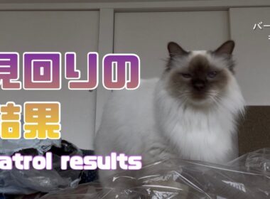 バーマン猫ラフ【見回りの結果】Patrol results（バーマン猫）Birman/Cat