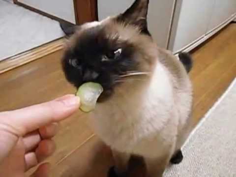 シャム猫風味なワっち《おやつはきゅうり。》