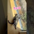 あざらし🦭が落ちてる‥ #保護猫 #ロシアンブルー #cat