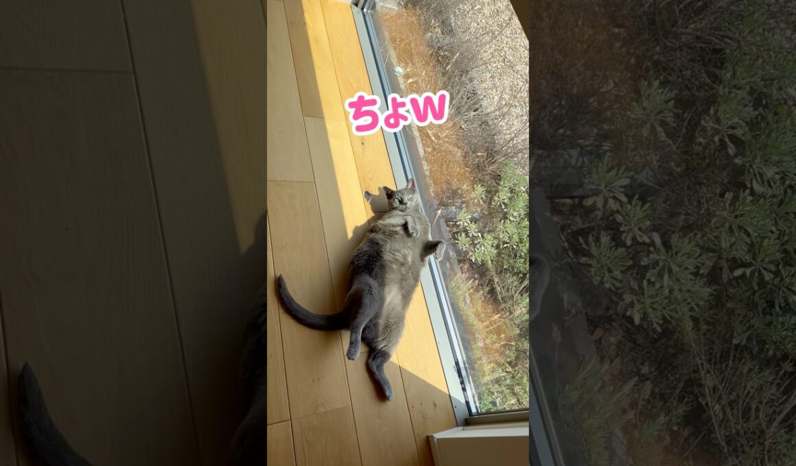 あざらし🦭が落ちてる‥ #保護猫 #ロシアンブルー #cat