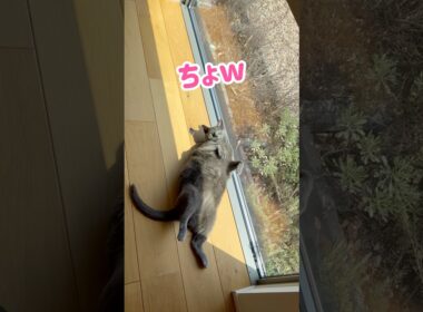 あざらし🦭が落ちてる‥ #保護猫 #ロシアンブルー #cat