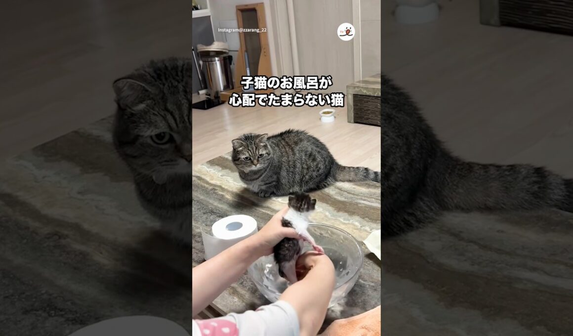 子猫のお風呂が心配でたまらない猫｜PECO