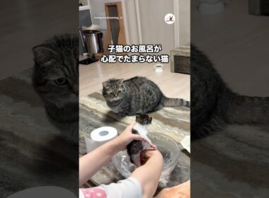 子猫のお風呂が心配でたまらない猫｜PECO