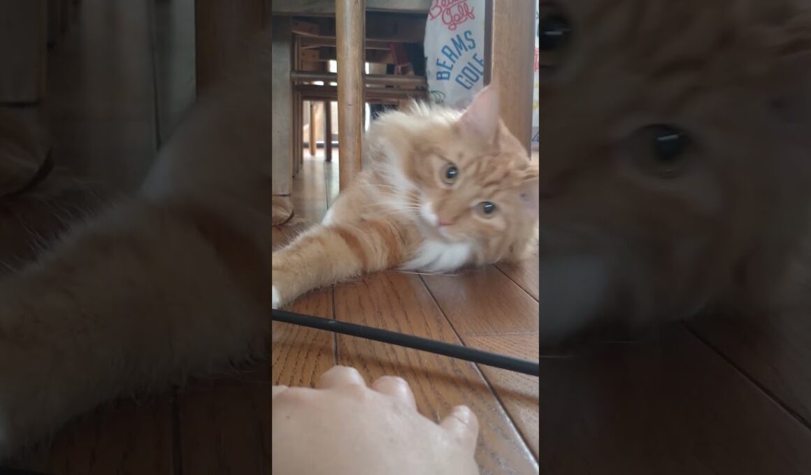 わかってましたとも#cat#メインクーン