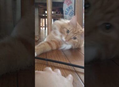 わかってましたとも#cat#メインクーン