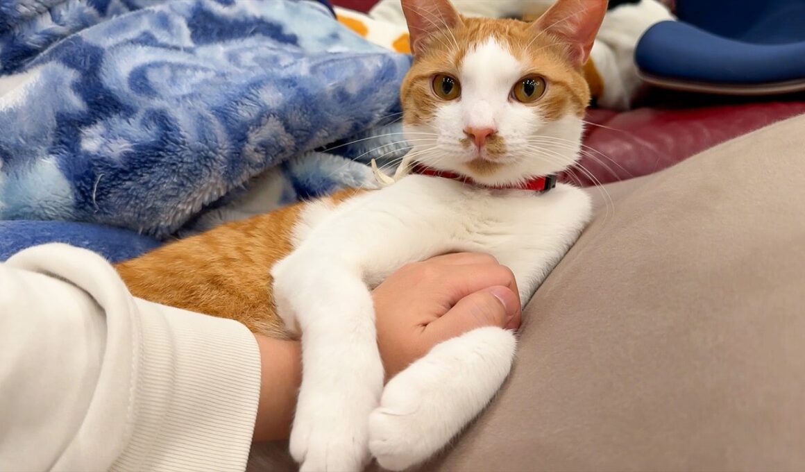 我が家で唯一の居場所をチップに奪われました…