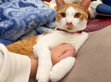 我が家で唯一の居場所をチップに奪われました…