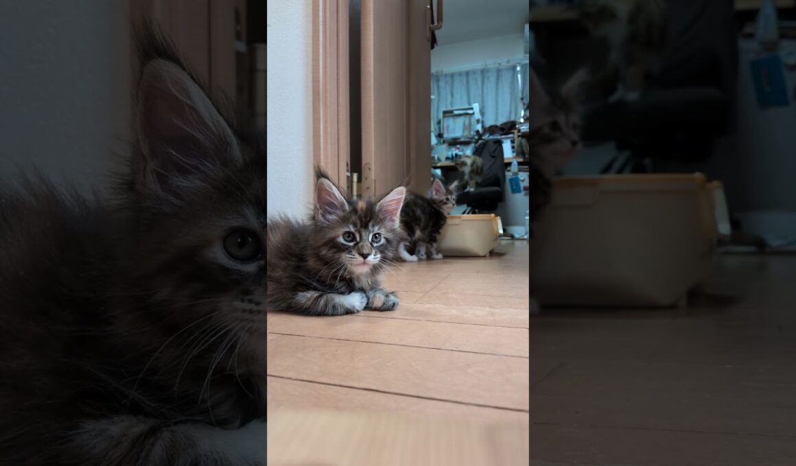 月曜日朝のメインクーン赤ちゃん達