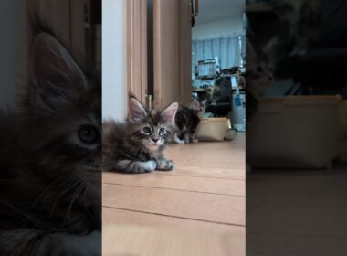 月曜日朝のメインクーン赤ちゃん達