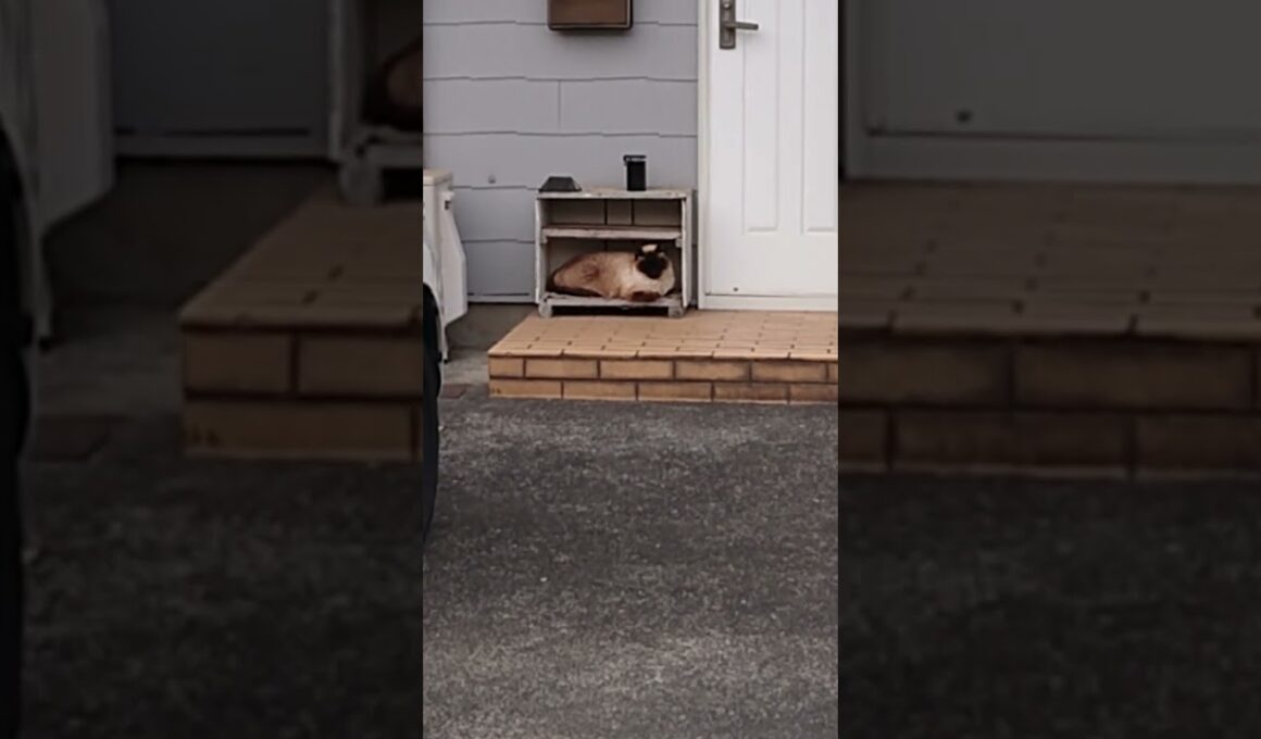 秘密基地を手に入れたシャム猫っぽいの。【お外の動物その644】#shorts