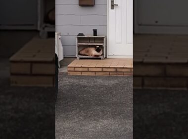 秘密基地を手に入れたシャム猫っぽいの。【お外の動物その644】#shorts