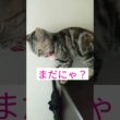 玄関でパパの帰りを待つララ #アメショのララ #猫 #アメリカンショートヘアー