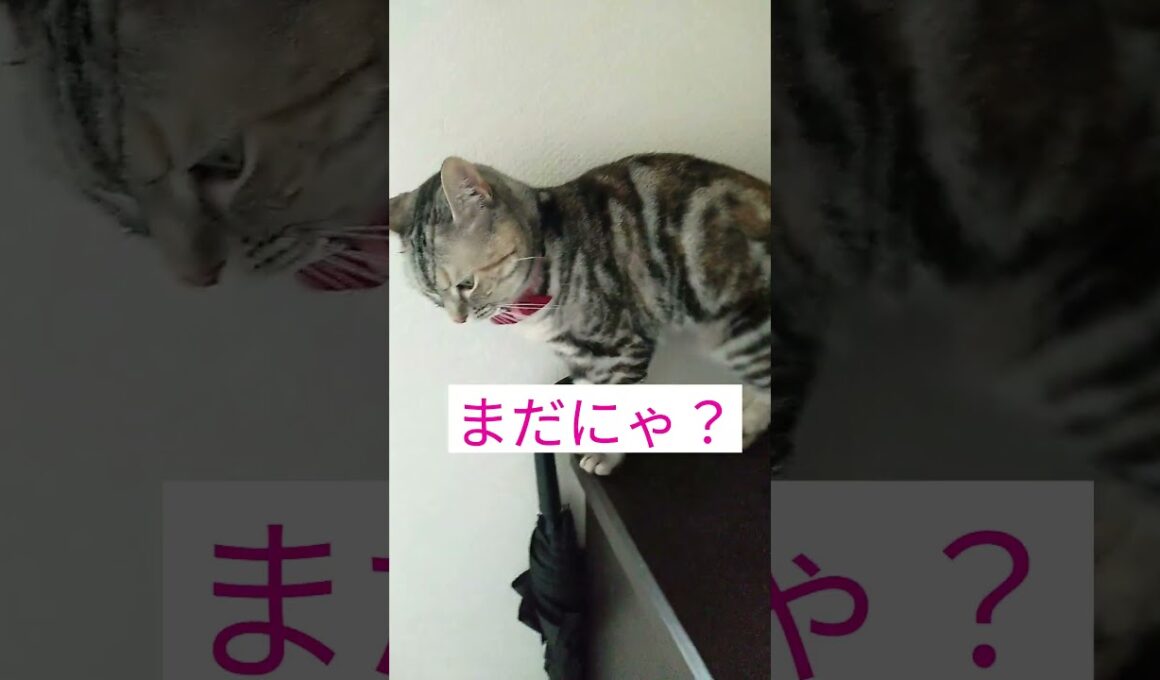玄関でパパの帰りを待つララ #アメショのララ #猫 #アメリカンショートヘアー