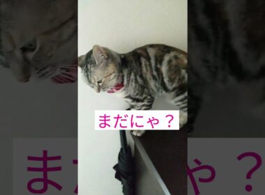 玄関でパパの帰りを待つララ #アメショのララ #猫 #アメリカンショートヘアー