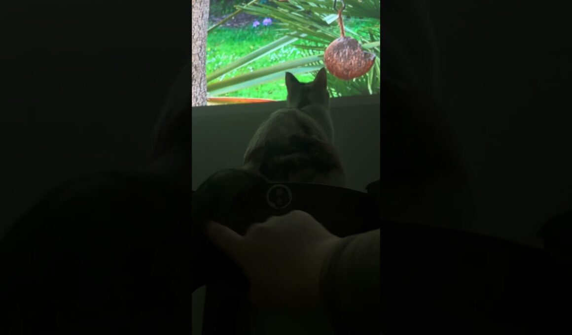 クラッキング　#cat #三毛猫 #シャム猫ミックス