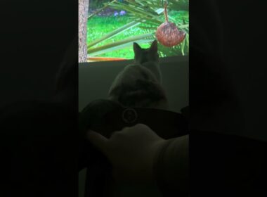 クラッキング　#cat #三毛猫 #シャム猫ミックス