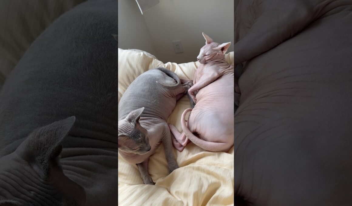 喧嘩するのにいつも一緒なスルタンとアレクサンドラ【スフィンクス】