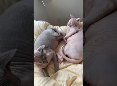 喧嘩するのにいつも一緒なスルタンとアレクサンドラ【スフィンクス】