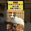 【驚愕】「お母さん」だと思って助けた猫。検査で判明した「意外な正体」とは！？✨ #shorts #cat #保護猫 #猫のいる暮らし  #ほっこり #ねこ #青山龍星