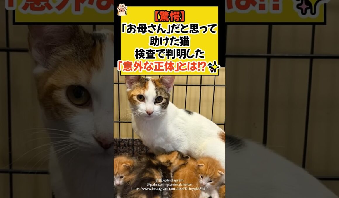 【驚愕】「お母さん」だと思って助けた猫。検査で判明した「意外な正体」とは！？✨ #shorts #cat #保護猫 #猫のいる暮らし  #ほっこり #ねこ #青山龍星
