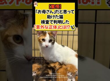 【驚愕】「お母さん」だと思って助けた猫。検査で判明した「意外な正体」とは！？✨ #shorts #cat #保護猫 #猫のいる暮らし  #ほっこり #ねこ #青山龍星