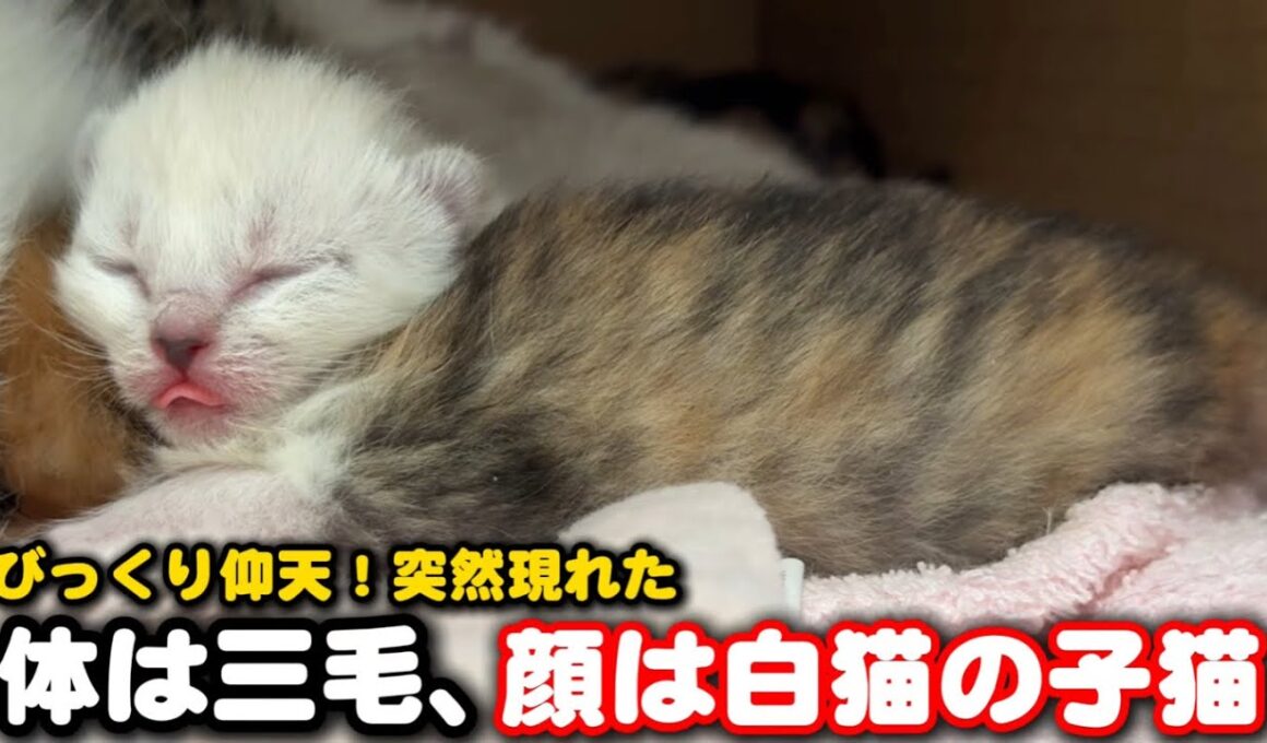 体は三毛猫、顔は白猫の子猫が突然現れ驚きました