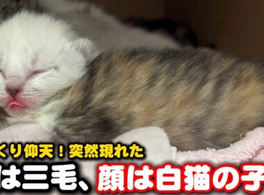 体は三毛猫、顔は白猫の子猫が突然現れ驚きました