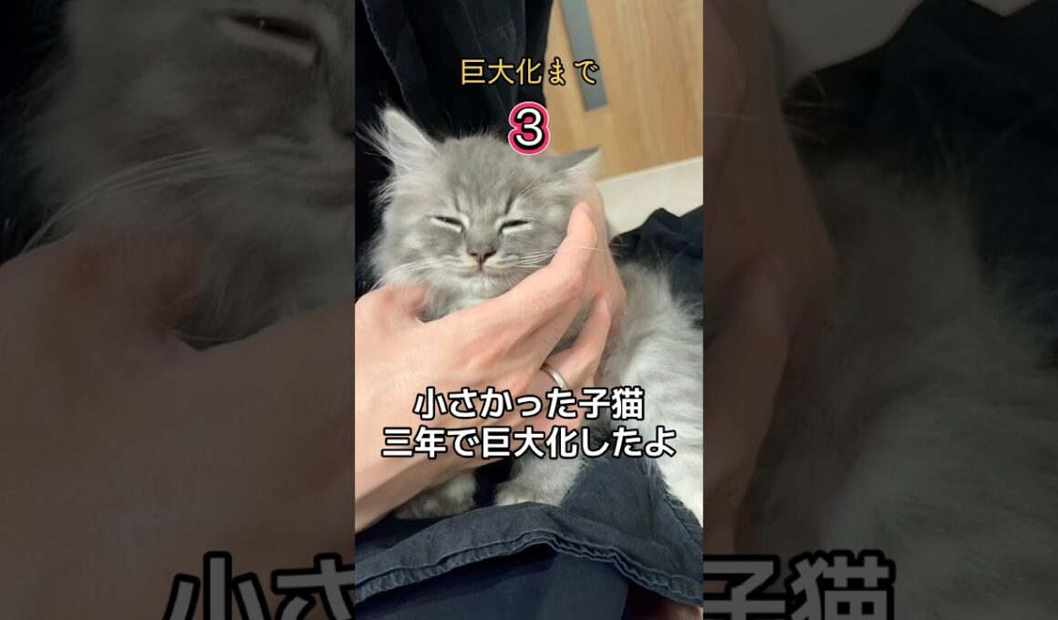子猫が３年で驚くほど巨大化！#cat #猫 #ラガマフィン #子ネコ #かわいい