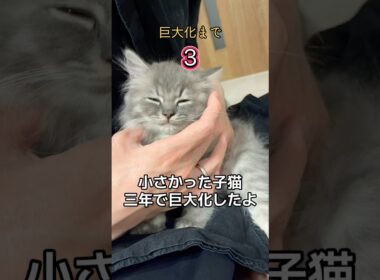 子猫が３年で驚くほど巨大化！#cat #猫 #ラガマフィン #子ネコ #かわいい