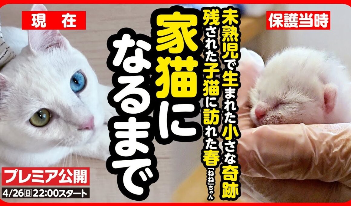 【感動】炎天下に捨てられた乳飲み子…命の危機を乗り越え幸せな家猫になるまで【まとめ】