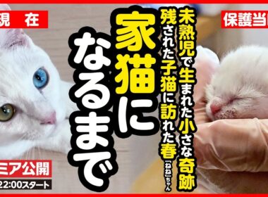 【感動】炎天下に捨てられた乳飲み子…命の危機を乗り越え幸せな家猫になるまで【まとめ】