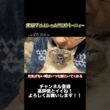 【世界一可愛いシャムMIX】だから僕は頑張れる【バーニィー】 #保護猫 #しゃむねこ #猫のいる暮らし #猫のいる生活 #猫好きさんと繋がりたい #ねこ＃cat#shorts