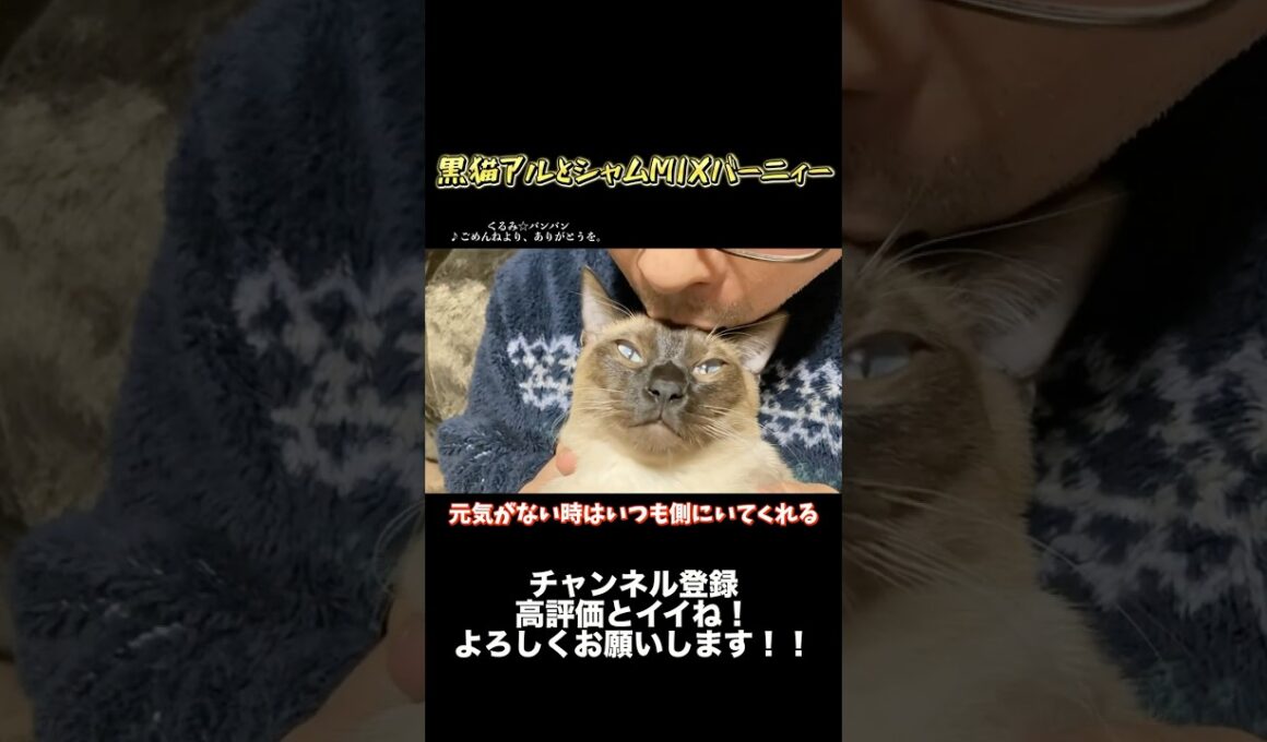【世界一可愛いシャムMIX】だから僕は頑張れる【バーニィー】 #保護猫 #しゃむねこ #猫のいる暮らし #猫のいる生活 #猫好きさんと繋がりたい #ねこ＃cat#shorts