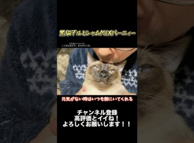 【世界一可愛いシャムMIX】だから僕は頑張れる【バーニィー】 #保護猫 #しゃむねこ #猫のいる暮らし #猫のいる生活 #猫好きさんと繋がりたい #ねこ＃cat#shorts