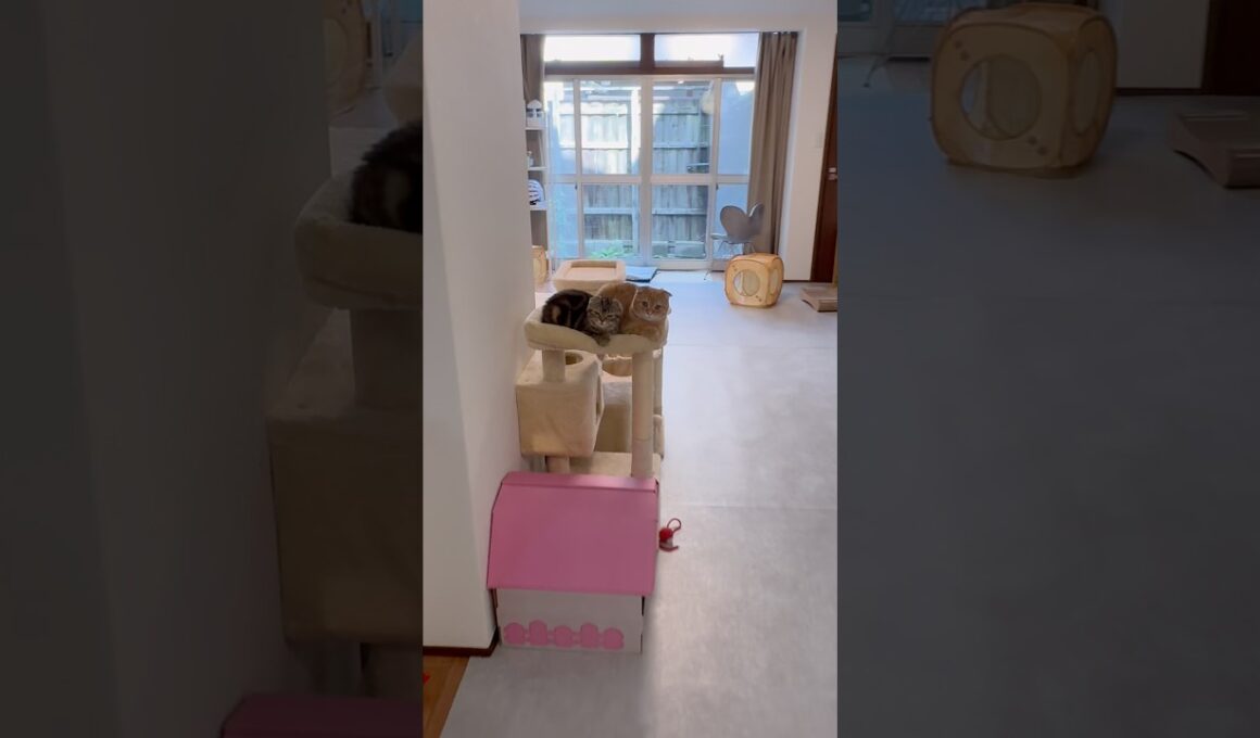 一緒に待っててくれた🥹❤️ #スコティッシュフォールド子猫