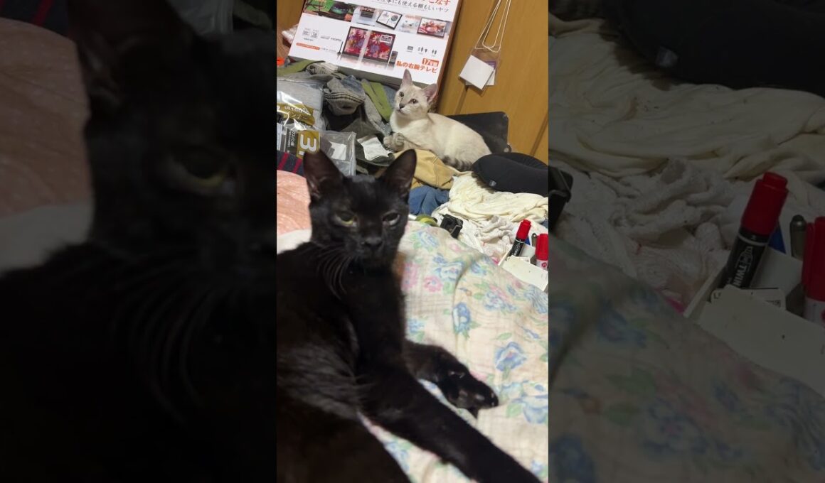 シャムの雫、黒猫の黒夢を撮ろうとしたら、ヤキモチ黒猫くーが邪魔をして