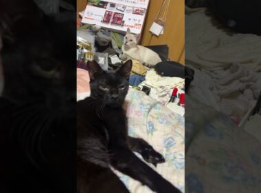 シャムの雫、黒猫の黒夢を撮ろうとしたら、ヤキモチ黒猫くーが邪魔をして