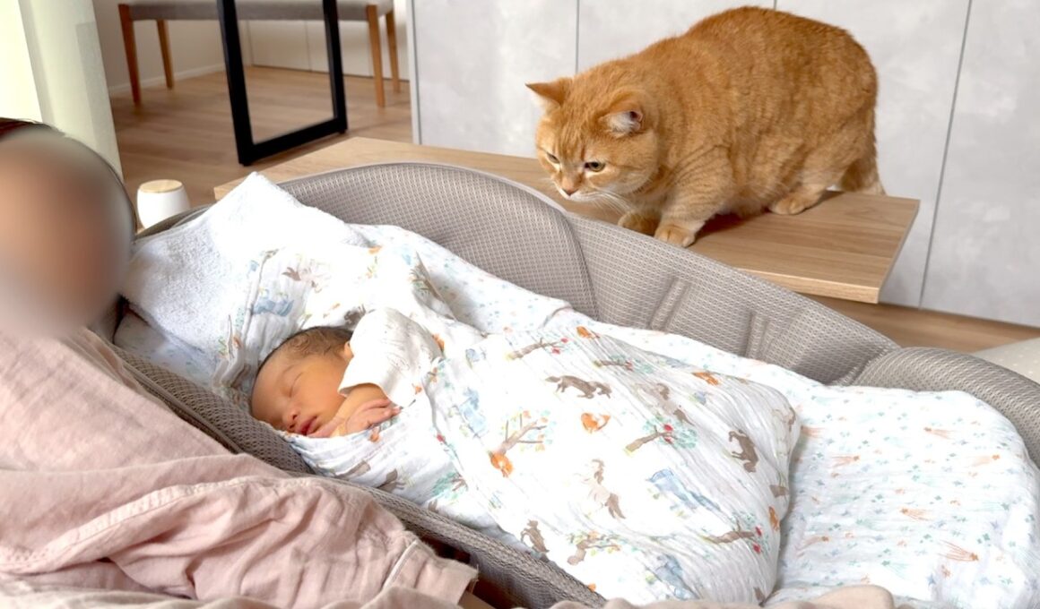 ママの隣を取られちゃった甘えん坊猫の反応