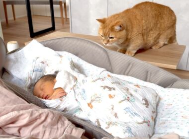 ママの隣を取られちゃった甘えん坊猫の反応