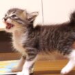 赤ちゃん子猫が、離乳食とミルクの二刀流が始める？【赤ちゃん猫　保護猫】