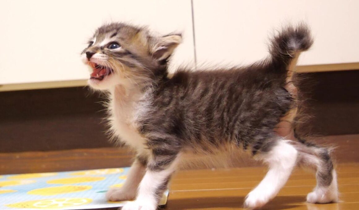 赤ちゃん子猫が、離乳食とミルクの二刀流が始める？【赤ちゃん猫　保護猫】